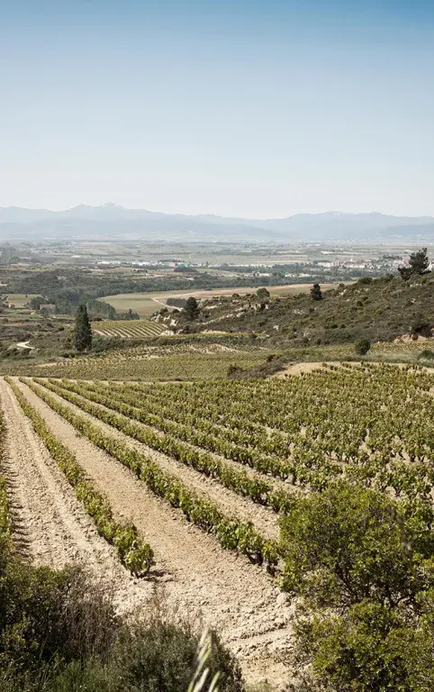 Capítulo II Garnacha